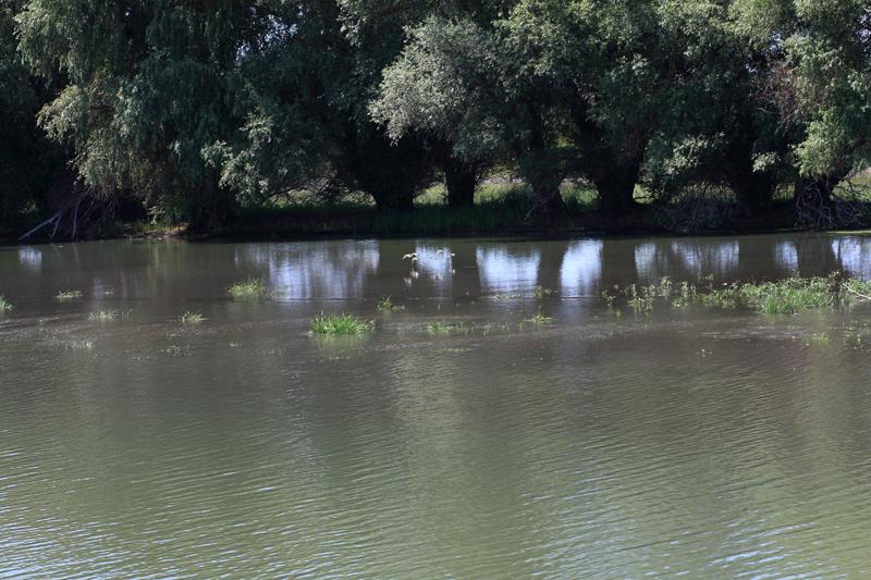 270-Delta del Danubio,7 agosto 2011.JPG